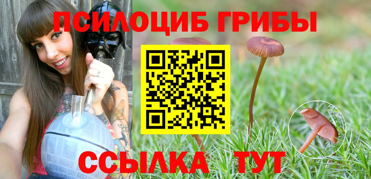 Галлюциногенные грибы Psilocybine cubensis Тамбов